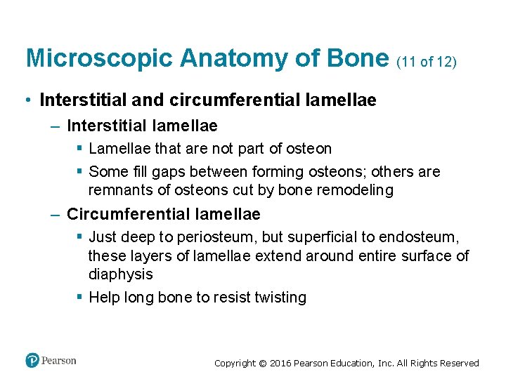 Microscopic Anatomy of Bone (11 of 12) • Interstitial and circumferential lamellae – Interstitial
