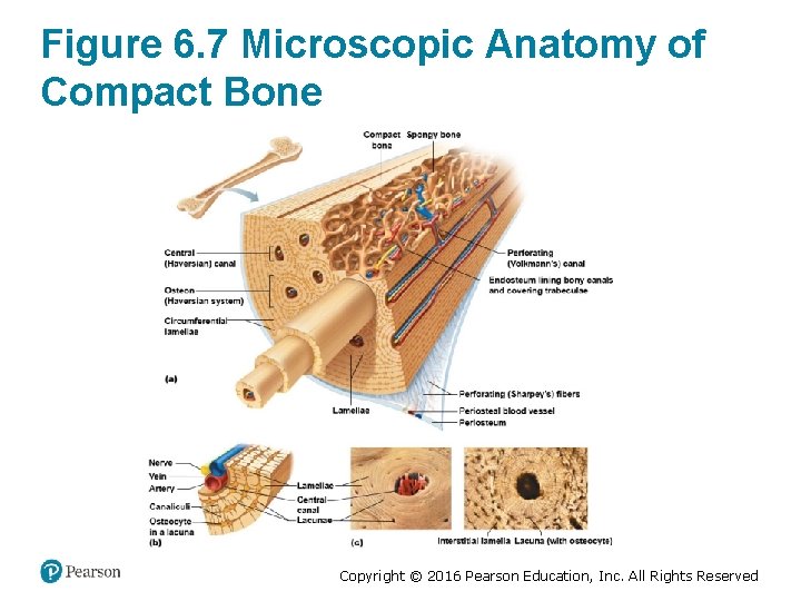 Figure 6. 7 Microscopic Anatomy of Compact Bone Copyright © 2016 Pearson Education, Inc.