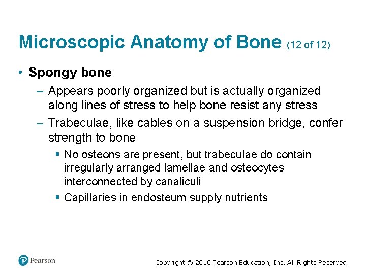 Microscopic Anatomy of Bone (12 of 12) • Spongy bone – Appears poorly organized