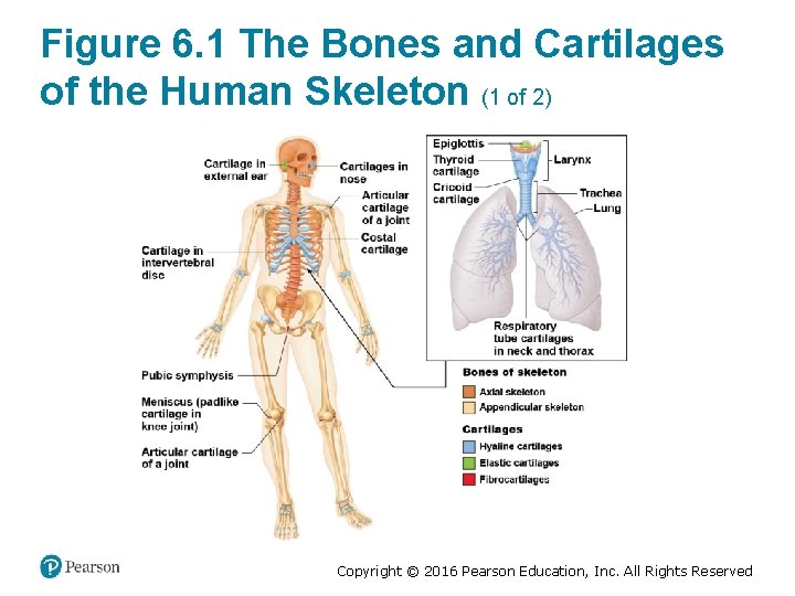 Figure 6. 1 The Bones and Cartilages of the Human Skeleton (1 of 2)