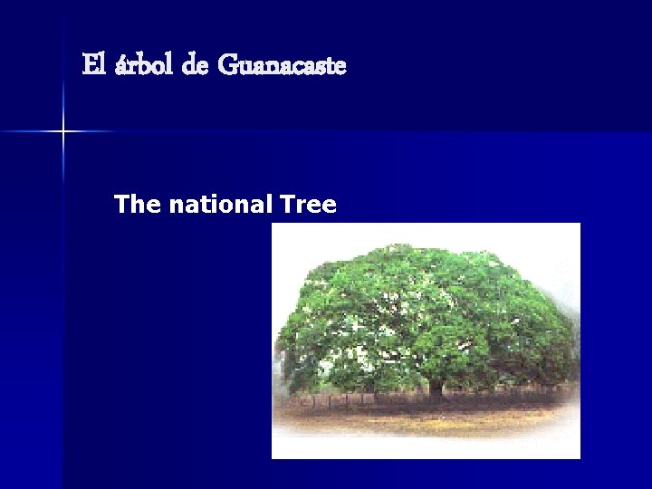 El árbol de Guanacaste The national Tree 