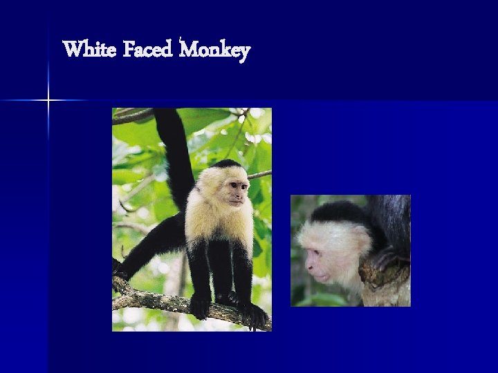 White Faced Monkey White Faced Monkey
