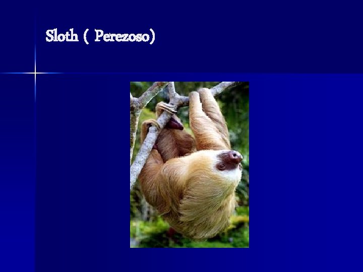 Sloth ( Perezoso) 