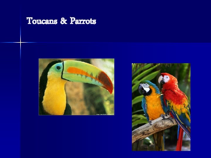 Toucans & Parrots 