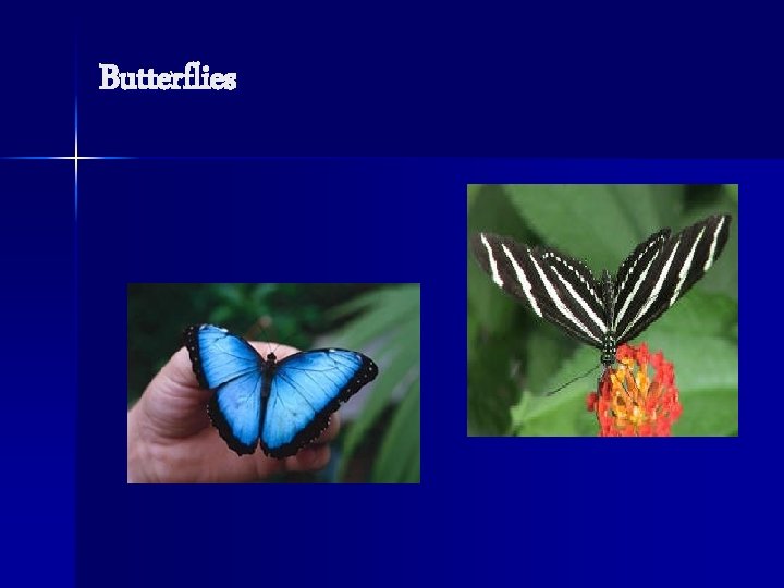 Butterflies 