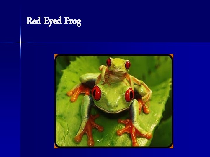 Red Eyed Frog 