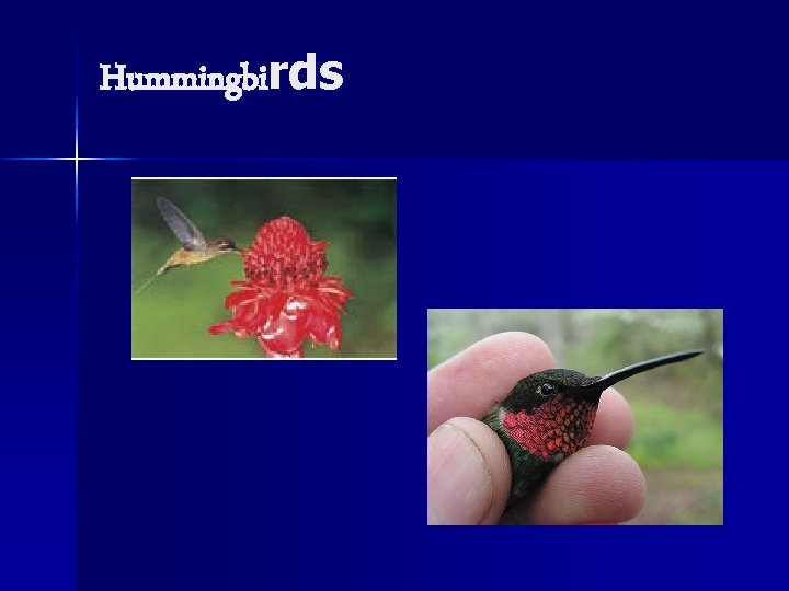 Hummingbirds 
