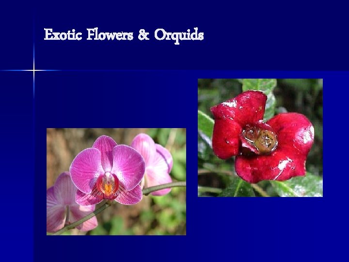 Exotic Flowers & Orquids 