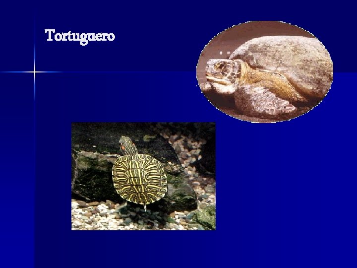 Tortuguero 