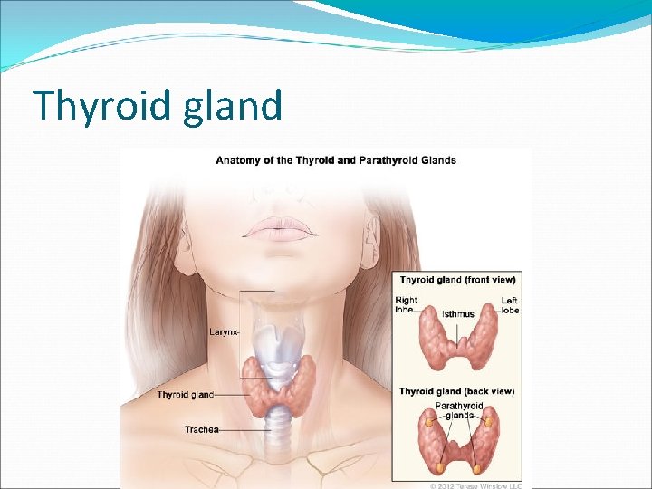 Thyroid gland 