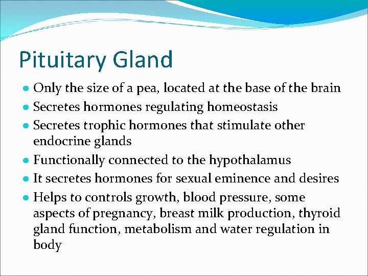Pituitary Gland ● Only the size of a pea, located at the base of