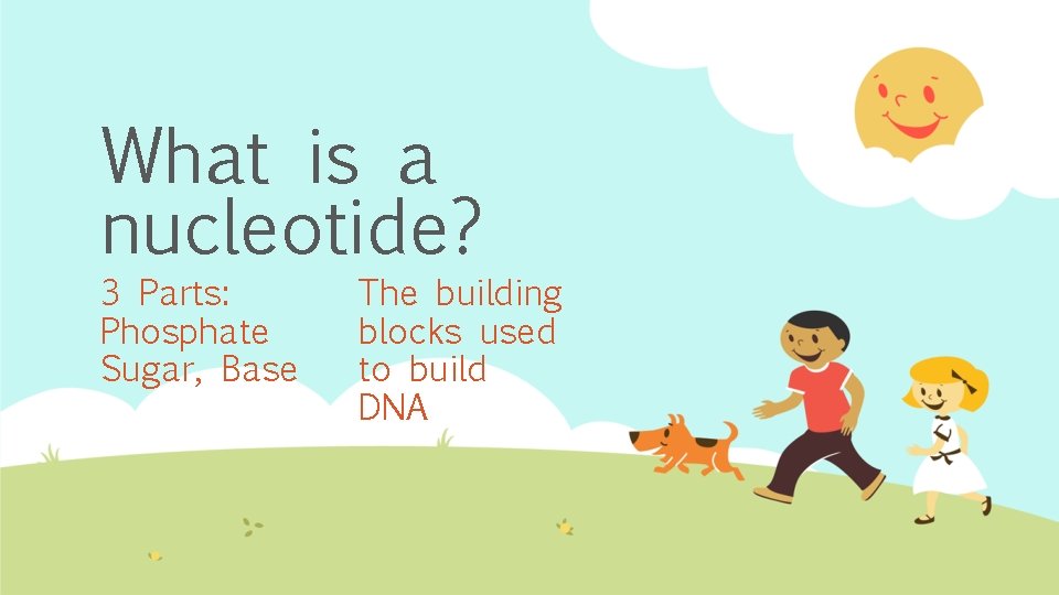 What is a nucleotide? 3 Parts: Phosphate Sugar, Base The building blocks used to