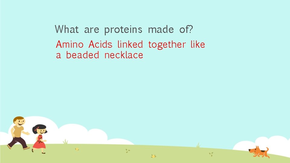 What are proteins made of? Amino Acids linked together like a beaded necklace 