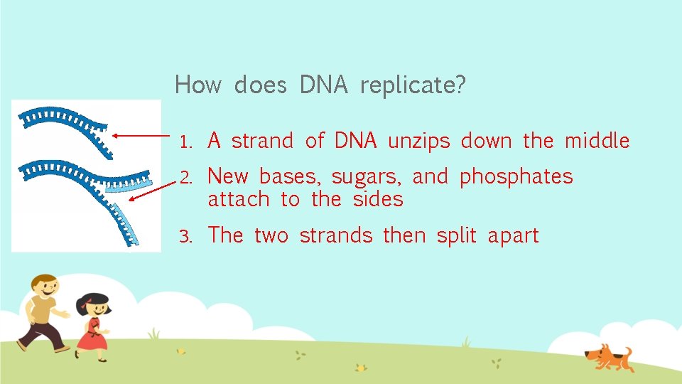 How does DNA replicate? 1. A strand of DNA unzips down the middle 2.