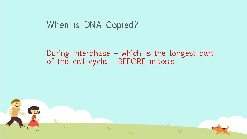 When is DNA Copied? During Interphase – which is the longest part of the