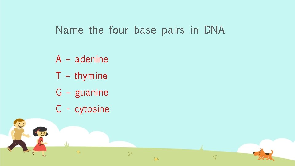 Name the four base pairs in DNA A – adenine T – thymine G