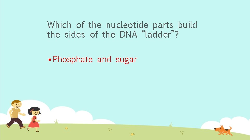 Which of the nucleotide parts build the sides of the DNA “ladder”? § Phosphate