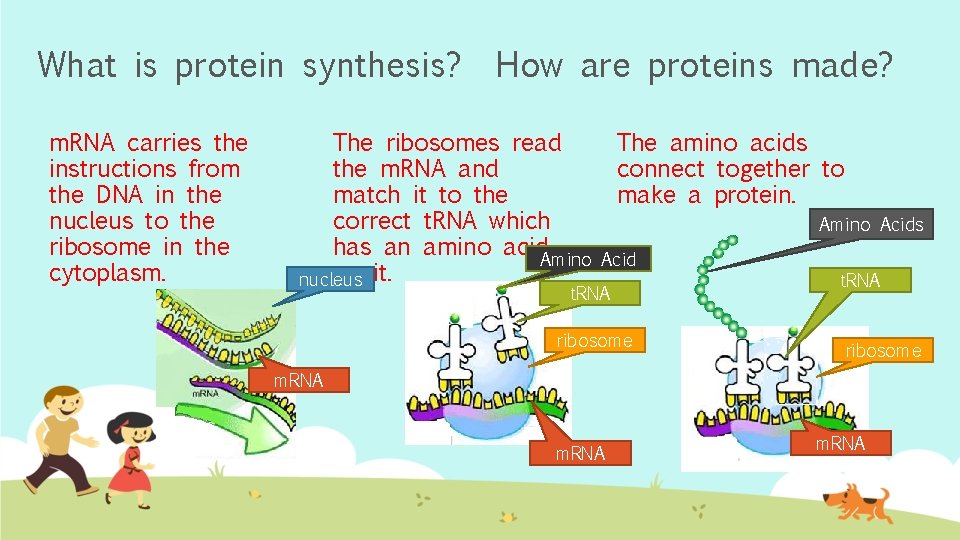 What is protein synthesis? m. RNA carries the instructions from the DNA in the