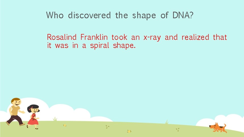 Who discovered the shape of DNA? Rosalind Franklin took an x-ray and realized that