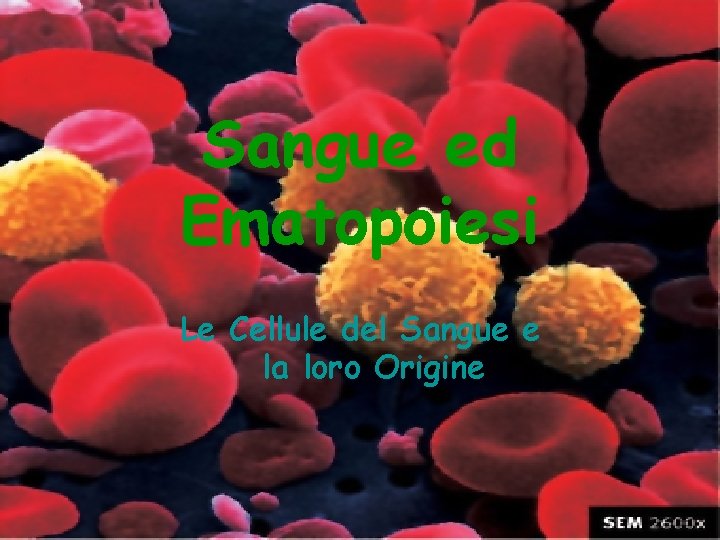 Sangue ed Ematopoiesi Le Cellule del Sangue e la loro Origine 