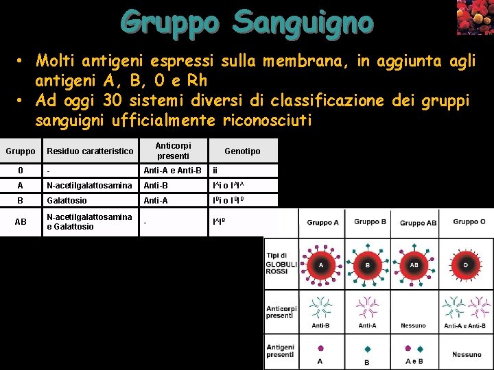 Gruppo Sanguigno • Molti antigeni espressi sulla membrana, in aggiunta agli antigeni A, B,