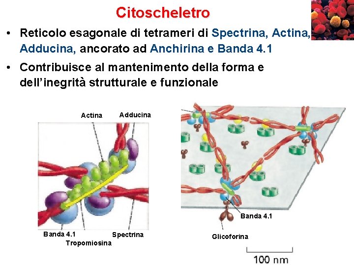 Citoscheletro • Reticolo esagonale di tetrameri di Spectrina, Actina, Adducina, ancorato ad Anchirina e