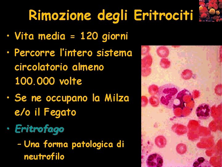 Rimozione degli Eritrociti • Vita media = 120 giorni • Percorre l’intero sistema circolatorio