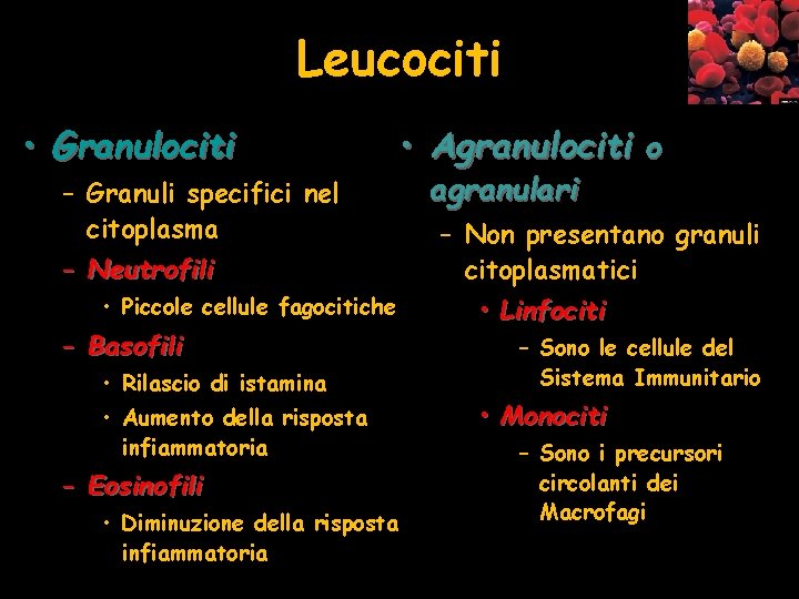 Leucociti • Granulociti – Granuli specifici nel citoplasma – Neutrofili • Piccole cellule fagocitiche