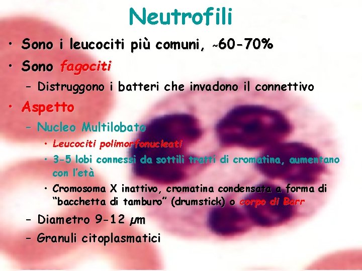 Neutrofili • Sono i leucociti più comuni, ˜ 60 -70% • Sono fagociti –