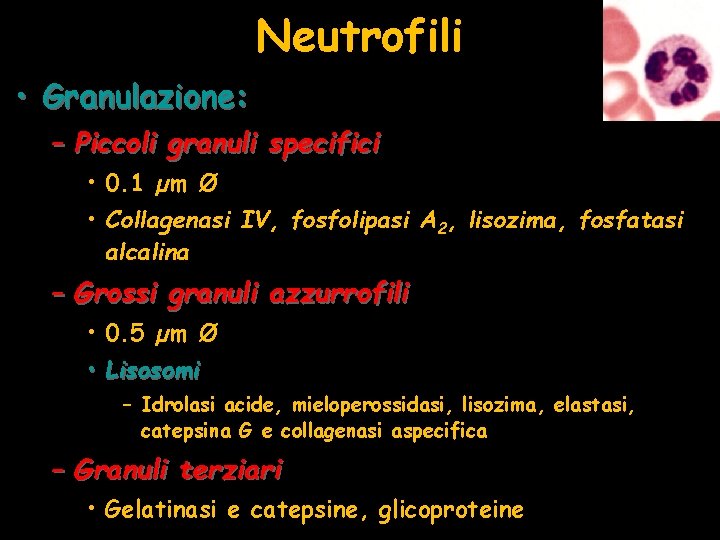 Neutrofili • Granulazione: – Piccoli granuli specifici • 0. 1 µm Ø • Collagenasi