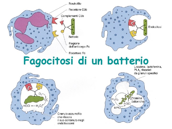 Fagocitosi di un batterio 