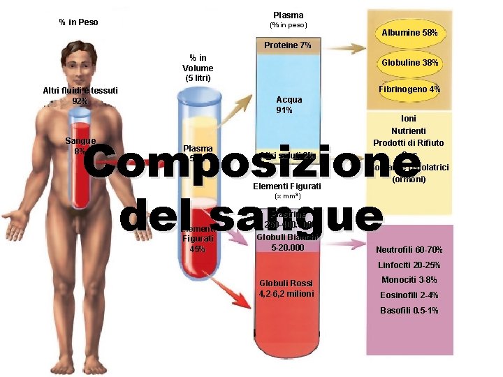 Plasma % in Peso (% in peso) Albumine 58% Proteine 7% % in Volume