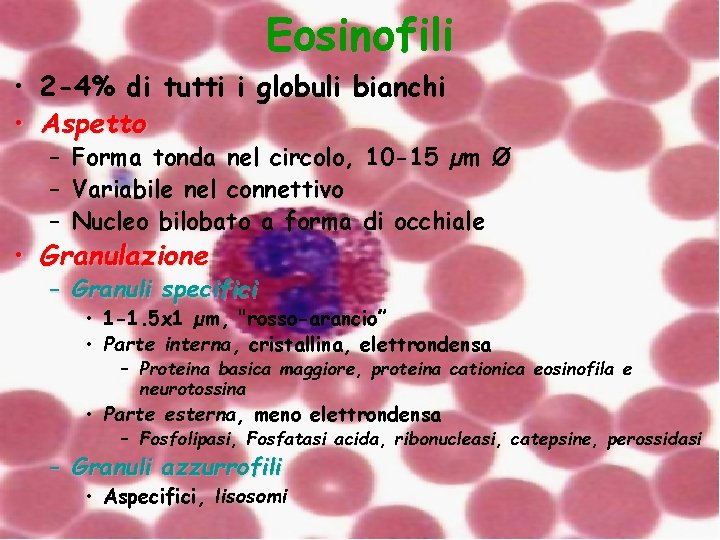 Eosinofili • 2 -4% di tutti i globuli bianchi • Aspetto – Forma tonda