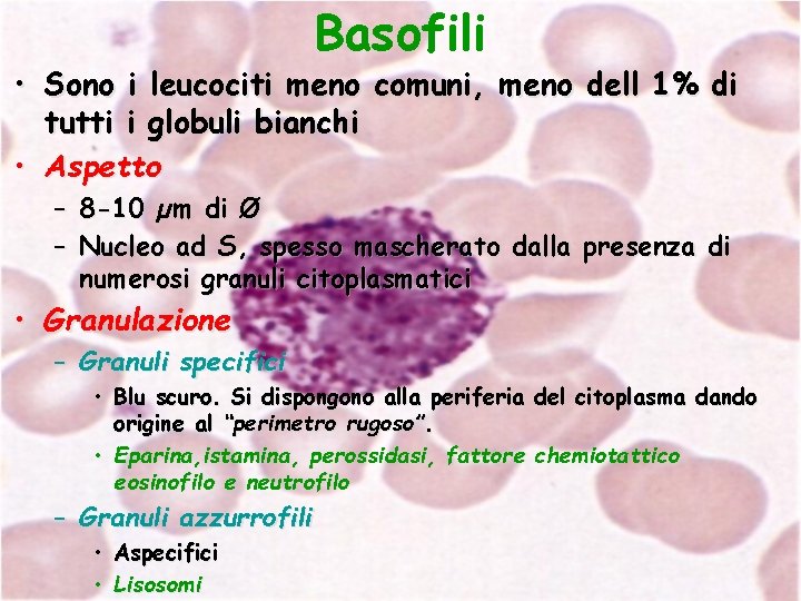 Basofili • Sono i leucociti meno comuni, meno dell 1% di tutti i globuli