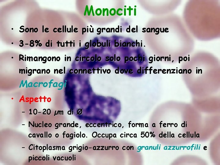 Monociti • Sono le cellule più grandi del sangue • 3 -8% di tutti