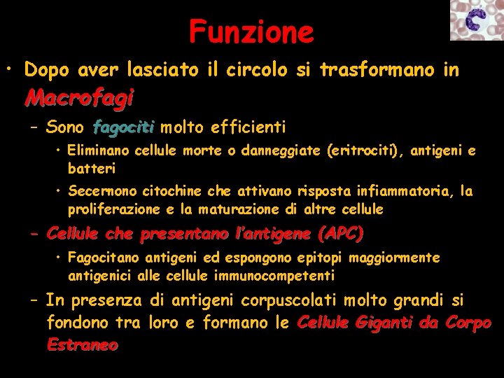 Funzione • Dopo aver lasciato il circolo si trasformano in Macrofagi – Sono fagociti