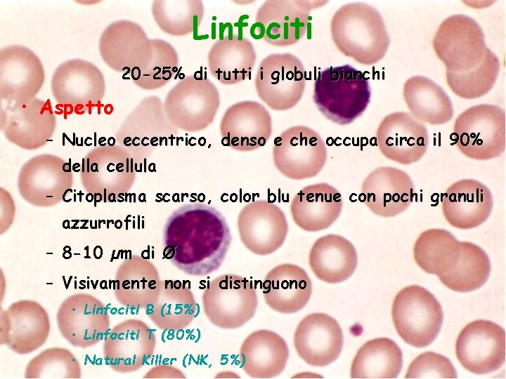 Linfociti 20 -25% di tutti i globuli bianchi • Aspetto – Nucleo eccentrico, denso