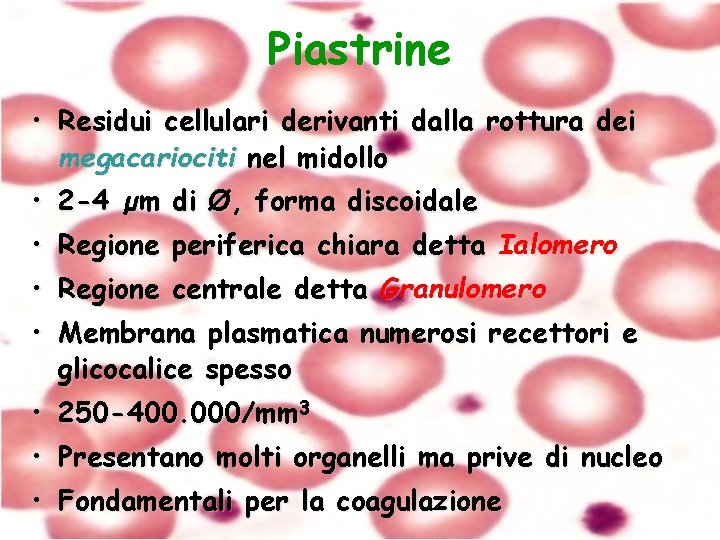 Piastrine • Residui cellulari derivanti dalla rottura dei megacariociti nel midollo • 2 -4