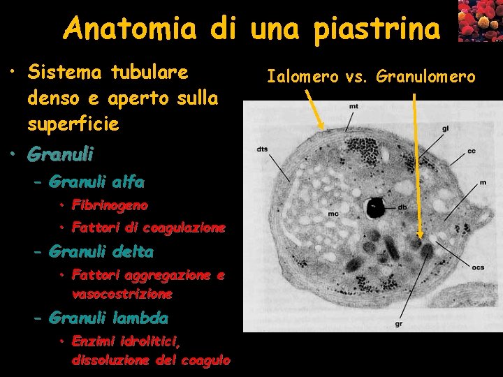 Anatomia di una piastrina • Sistema tubulare denso e aperto sulla superficie • Granuli