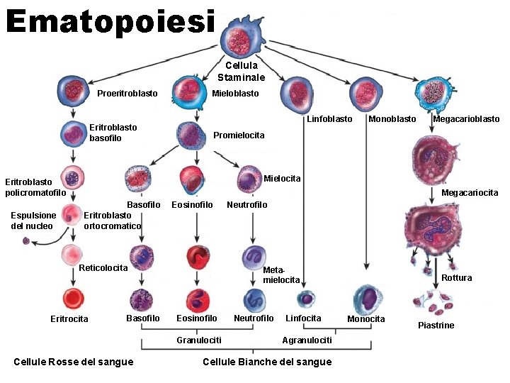 Ematopoiesi Cellula Staminale Proeritroblasto Mieloblasto Linfoblasto Eritroblasto basofilo Megacarioblasto Promielocita Mielocita Eritroblasto policromatofilo Espulsione