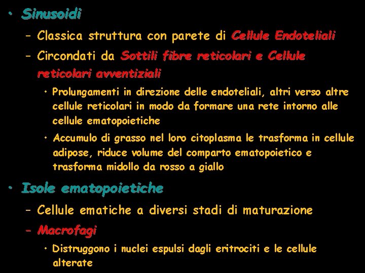  • Sinusoidi – Classica struttura con parete di Cellule Endoteliali – Circondati da