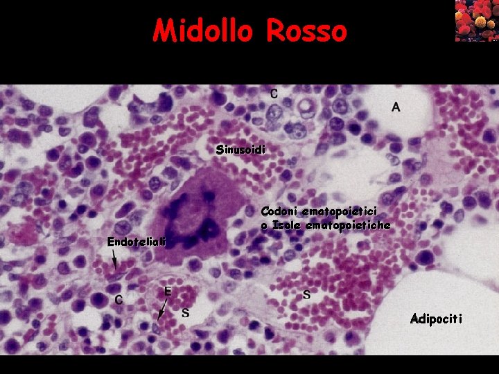 Midollo Rosso Sinusoidi Endoteliali Codoni ematopoietici o Isole ematopoietiche Adipociti 