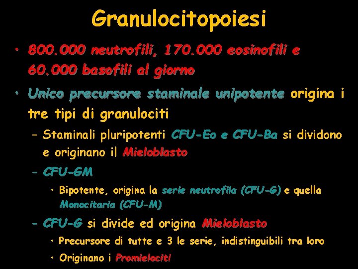 Granulocitopoiesi • 800. 000 neutrofili, 170. 000 eosinofili e 60. 000 basofili al giorno