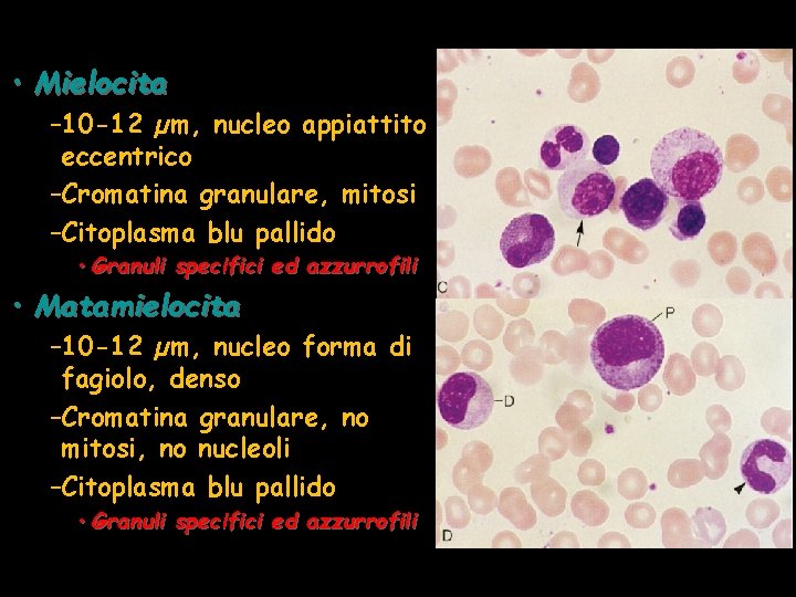  • Mielocita – 10 -12 µm, nucleo appiattito eccentrico –Cromatina granulare, mitosi –Citoplasma