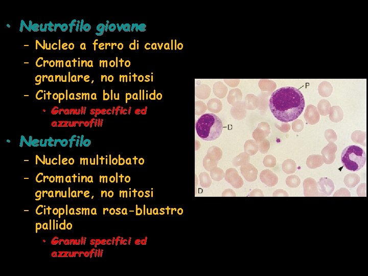  • Neutrofilo giovane – Nucleo a ferro di cavallo – Cromatina molto granulare,