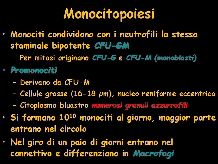 Monocitopoiesi • Monociti condividono con i neutrofili la stessa staminale bipotente CFU-GM – Per