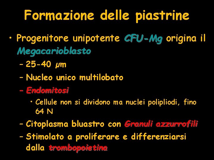 Formazione delle piastrine • Progenitore unipotente CFU-Mg origina il Megacarioblasto – 25 -40 µm