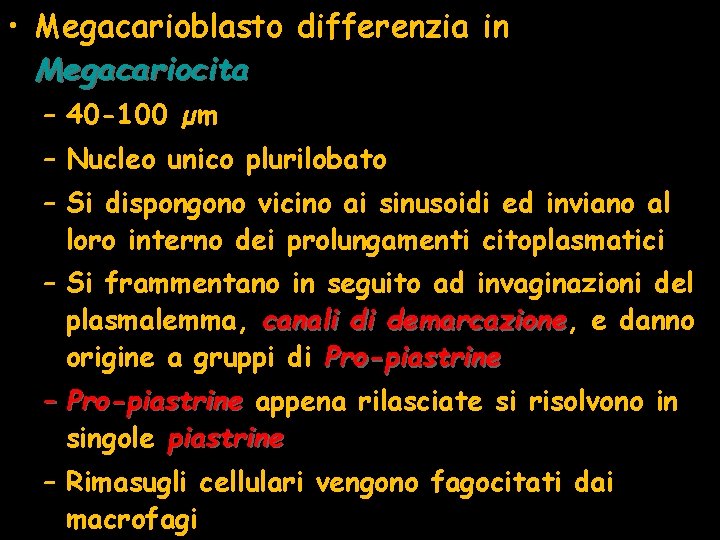  • Megacarioblasto differenzia in Megacariocita – 40 -100 µm – Nucleo unico plurilobato