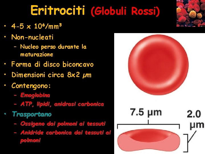 Eritrociti (Globuli Rossi) • 4 -5 x 106/mm 3 • Non-nucleati – Nucleo perso