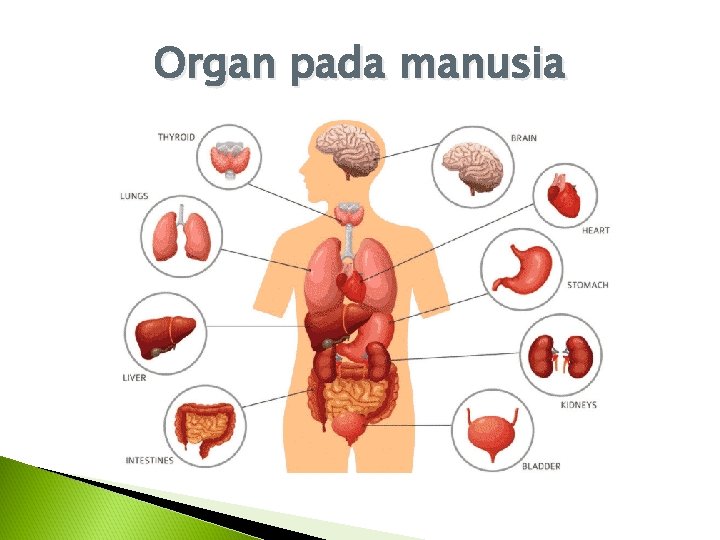 Organ pada manusia 